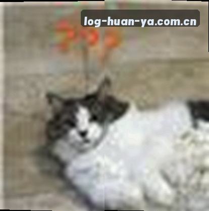 林婷